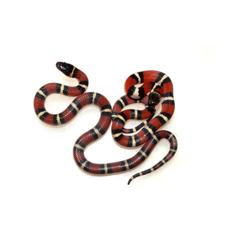 Sarpele de lapte Louisiana - imagine 4